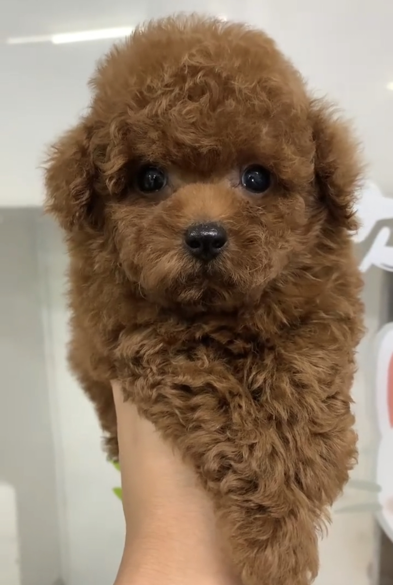 泰迪幼犬，卷毛乖巧颜值高，聪明伶俐，已疫苗驱虫